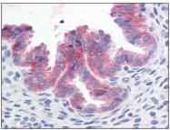 AM20493PU-N - HGF receptor
