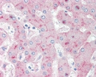 AM20492PU-N - CD91 / LRP1