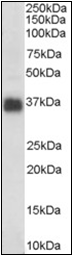 AP22475PU-N - Apolipoprotein J / Apo J