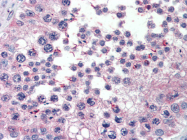 AP22477PU-N - XPO7 / Exportin-7