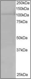 AP22477PU-N - XPO7 / Exportin-7