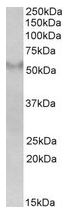 AP23216PU-N - FSD1