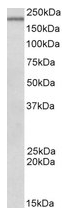 AP23223PU-N - DENND4C