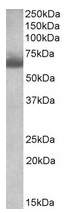 AP23221PU-N - BBS4