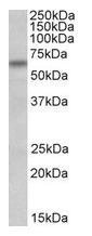 AP23222PU-N - BBS4