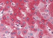 AM20516PU-N - CD334 / FGFR4