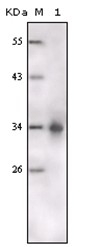 AM20516PU-N - CD334 / FGFR4