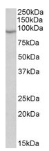 AP23232PU-N - NADPH oxidase 5 / NOX5