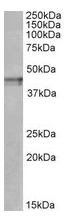 AP23234PU-N - Kappa Opioid Receptor