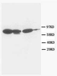 AM20592PU-N - Junction plakoglobin