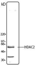 AP23017PU-N - HDAC2