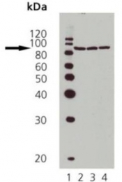 AP22893PU-N - Heat Shock Protein 90 / HSP90