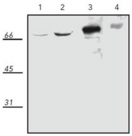 AP22892PU-N - Heat shock protein 70 / HSP70