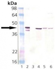 AP22890PU-N - DNAJB1 / HSP40