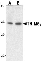 AP22859PU-N - TRIM5 / RNF88
