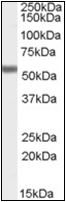AP22489PU-N - FOXC1 / FKHL7 / FREAC3