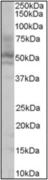 AP22495PU-N - HNF4 alpha / TCF14