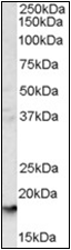 AP22500PU-N - CD235a / GYPA