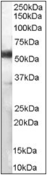 AP22502PU-N - CD14