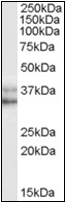 AP22506PU-N - NANOG