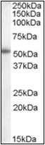 AP22508PU-N - Aromatase