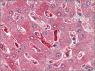 AP22513PU-N - Ferritin heavy chain (FTH1)