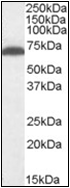 AP22514PU-N - GAD1 / GAD67