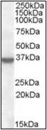 AP22515PU-N - Annexin A1 / ANXA1