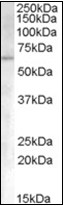 AP22507PU-N - Activin receptor type 1 / ACRV1