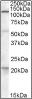 AP22525PU-N - DAGLA