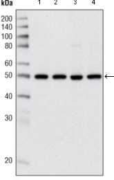 AM20548SU-N - HDAC3