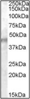 AP22546PU-N - KCNJ11
