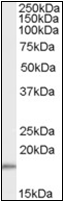 AP22551PU-N - COX IV isoform 1