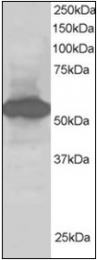 AP22556PU-N - SIL1 / BAP