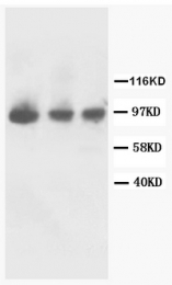 AP23313PU-N - CD332 / FGFR-2