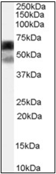 AP22559PU-N - P4HA1