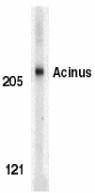 AP22852PU-N - Acinus / ACIN1
