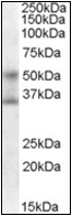 AP22568PU-N - FOXA1 / TCF3A