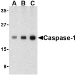 AP22860PU-N - Caspase-1