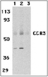 AP22847PU-N - CD193 / CCR3