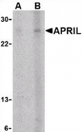 AP22853PU-N - CD256 / APRIL