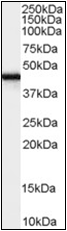 AP22574PU-N - Zygin-1