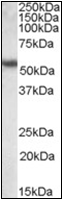 AP22580PU-N - Cytokeratin 13