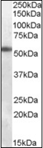 AP22584PU-N - GABAA Receptor alpha 6