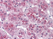 AP22832PU-N - Neurotensin receptor type 2