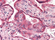 AP22837PU-N - Opsin-3