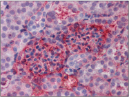 AP22589PU-N - Apolipoprotein A I / APO AI