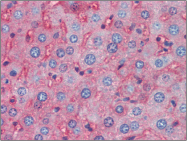 AP22589PU-N - Apolipoprotein A I / APO AI