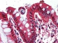 AP22499PU-N - Ghrelin / GHRL