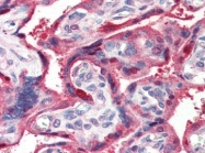 AP22499PU-N - Ghrelin / GHRL